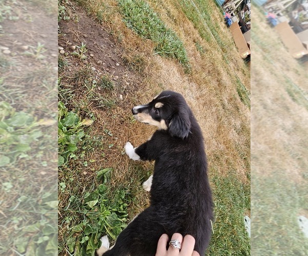 Medium Photo #8 Border Collie Puppy For Sale in ROY, WA, USA