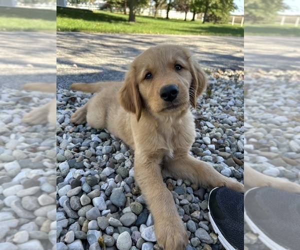 Medium Photo #1 Golden Retriever Puppy For Sale in GOSHEN, IN, USA