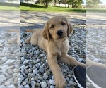 Small Golden Retriever