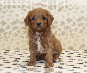 Cavapoo Puppy for sale in DENVER, PA, USA