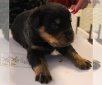 Small Photo #6 Rottweiler Puppy For Sale in HEMINGWAY, SC, USA