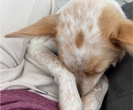 Small Australian Cattle Dog-Jack Russell Terrier Mix