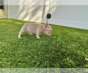 French Bulldog Puppy for sale in CORAL SPRINGS, FL, USA