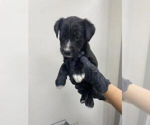 German Shepherd Dog-Unknown Mix Dogs for adoption in Pasadena, TX, USA
