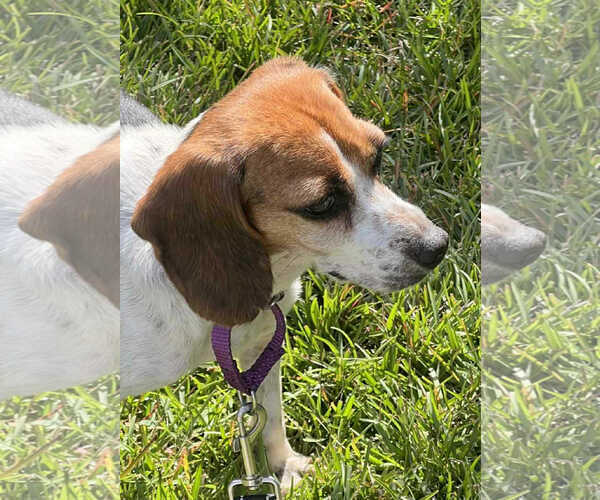 Medium Photo #9 Beagle-Unknown Mix Puppy For Sale in Rockaway, NJ, USA