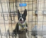 Small Photo #6 Boston Terrier Puppy For Sale in Little Elm, TX, USA