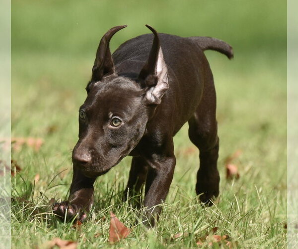 Medium Photo #9 Chocolate Labrador retriever-Pointer Mix Puppy For Sale in Mechanicsburg, PA, USA