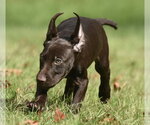 Small Photo #9 Chocolate Labrador retriever-Pointer Mix Puppy For Sale in Mechanicsburg, PA, USA
