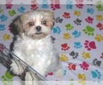 Small #3 Shih Tzu