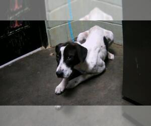 Plott Hound-Unknown Mix Dogs for adoption in Tulsa, OK, USA