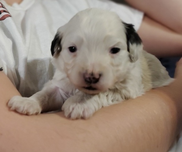 Medium Photo #22 Bernedoodle (Miniature) Puppy For Sale in LEETONIA, OH, USA
