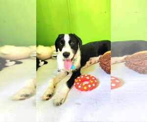 Border Collie-Unknown Mix Dogs for adoption in Boonton, NJ, USA