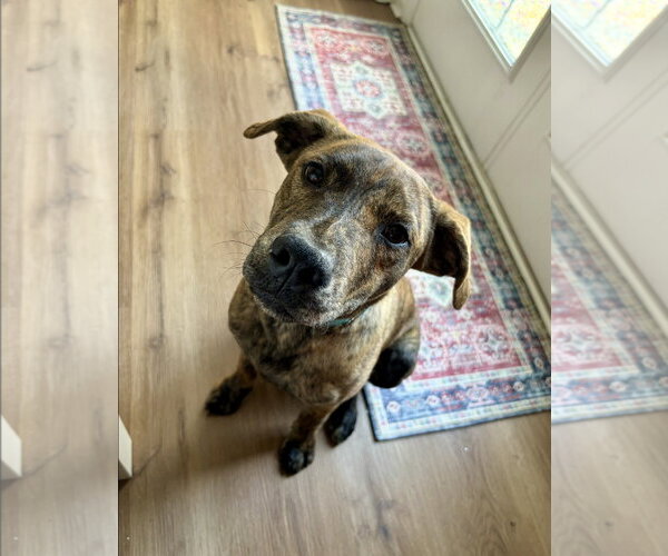 Medium Photo #6 American Staffordshire Terrier-German Shepherd Dog Mix Puppy For Sale in Holly Springs, NC, USA