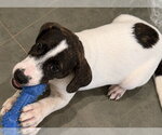 Small Photo #4 Pointer Puppy For Sale in Southbury, CT, USA