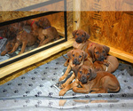 Small #7 Rhodesian Ridgeback