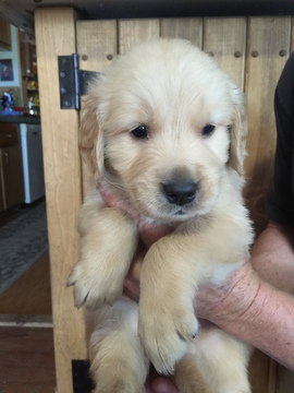 Medium Photo #1 Golden Retriever Puppy For Sale in OROVILLE, WA, USA
