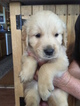 Small Photo #1 Golden Retriever Puppy For Sale in OROVILLE, WA, USA