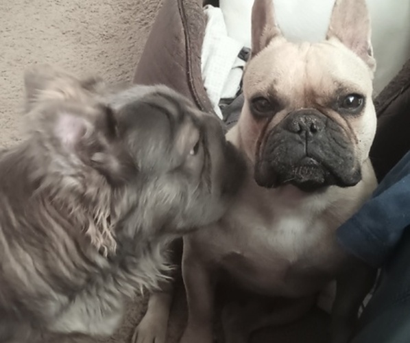 Medium Photo #1 French Bulldog Puppy For Sale in DENVER, CO, USA