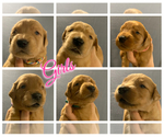 Small Photo #23 Golden Retriever Puppy For Sale in SUMMERVILLE, SC, USA