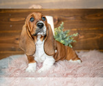 Small Photo #4 Basset Hound Puppy For Sale in WAKARUSA, IN, USA