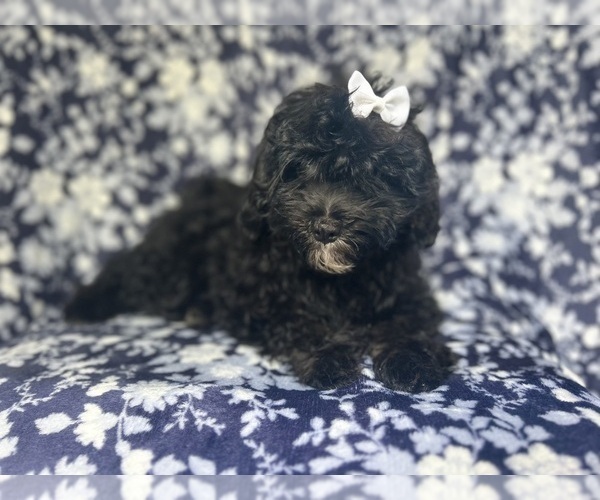 Medium Photo #8 ShihPoo Puppy For Sale in LAKELAND, FL, USA