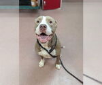 Small American Pit Bull Terrier