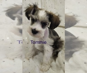 Schnauzer (Miniature) Puppy for Sale in LUBBOCK, Texas USA