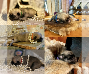 Pug Puppy for sale in ARKADELPHIA, AR, USA