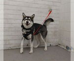 Small Siberian Husky