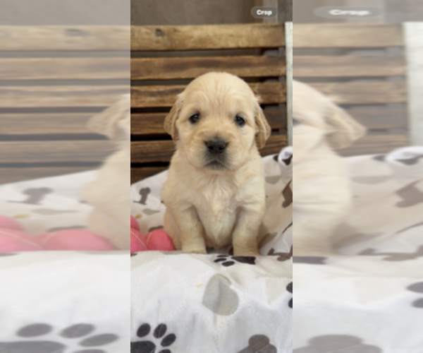 Medium Photo #32 Goldendoodle Puppy For Sale in MERCED, CA, USA