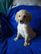 Small Photo #5 Goldendoodle Puppy For Sale in DAVENPORT, FL, USA