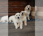 Small Photo #2 English Cream Golden Retriever Puppy For Sale in ELVERTA, CA, USA