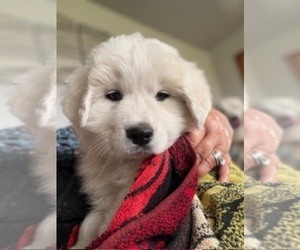 Medium Great Pyrenees