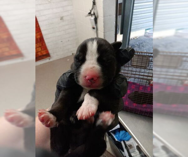 Medium Photo #1 Doberman Pinscher Puppy For Sale in San Bernardino, CA, USA