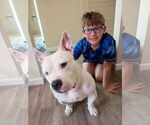 Small #5 Bulldog-Staffordshire Bull Terrier Mix