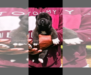 Akita Puppy for Sale in MANNING, South Carolina USA