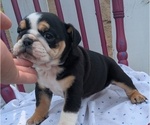 Small #5 English Bulldog