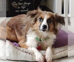 Small #3 Australian Shepherd Mix