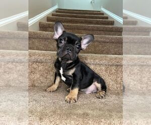 French Bulldog Puppy for Sale in WEST COLUMBIA, South Carolina USA