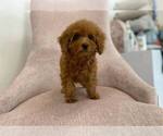 Small Photo #4 Poodle (Toy) Puppy For Sale in FULLERTON, CA, USA