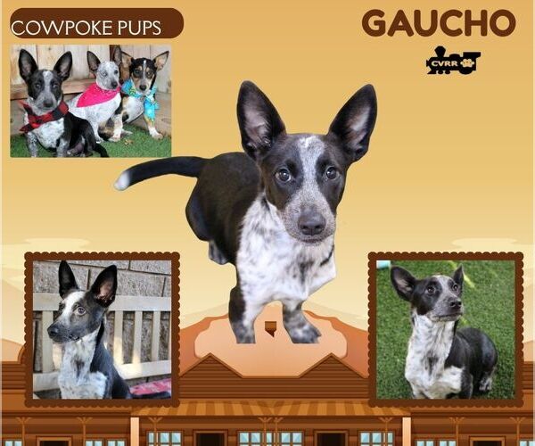 Medium Photo #2 Mutt Puppy For Sale in Lindsay, CA, USA