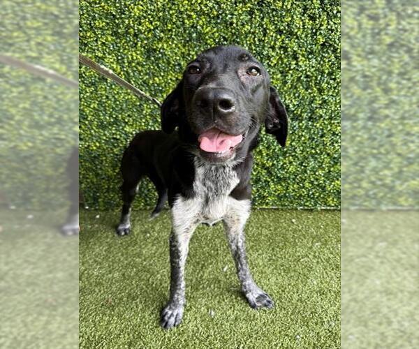 Medium Photo #1 German Shorthaired Pointer Puppy For Sale in Naples, FL, USA