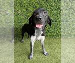 Small German Shorthaired Pointer
