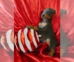 Small #1 Doberman Pinscher