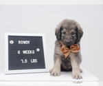 Small Photo #3 Pyredoodle Puppy For Sale in NIXA, MO, USA
