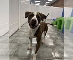 Small #2 American Staffordshire Terrier-Beagle Mix