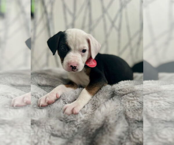 Medium Photo #6 Mutt Puppy For Sale in Royal Palm Beach, FL, USA