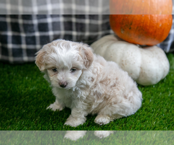 Medium Photo #3 Aussiedoodle Miniature  Puppy For Sale in CLARE, MI, USA