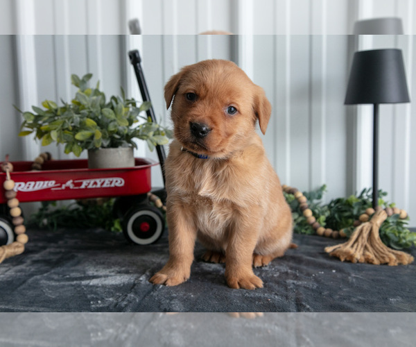 Medium Photo #1 Golden Labrador Puppy For Sale in BEACH CITY, OH, USA