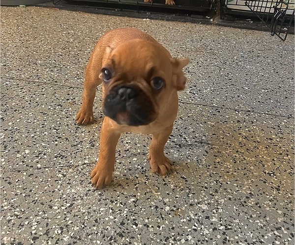 Medium Photo #1 French Bulldog Puppy For Sale in RIVERSIDE, CA, USA